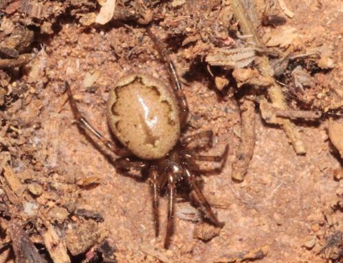 Enoplognatha sp.